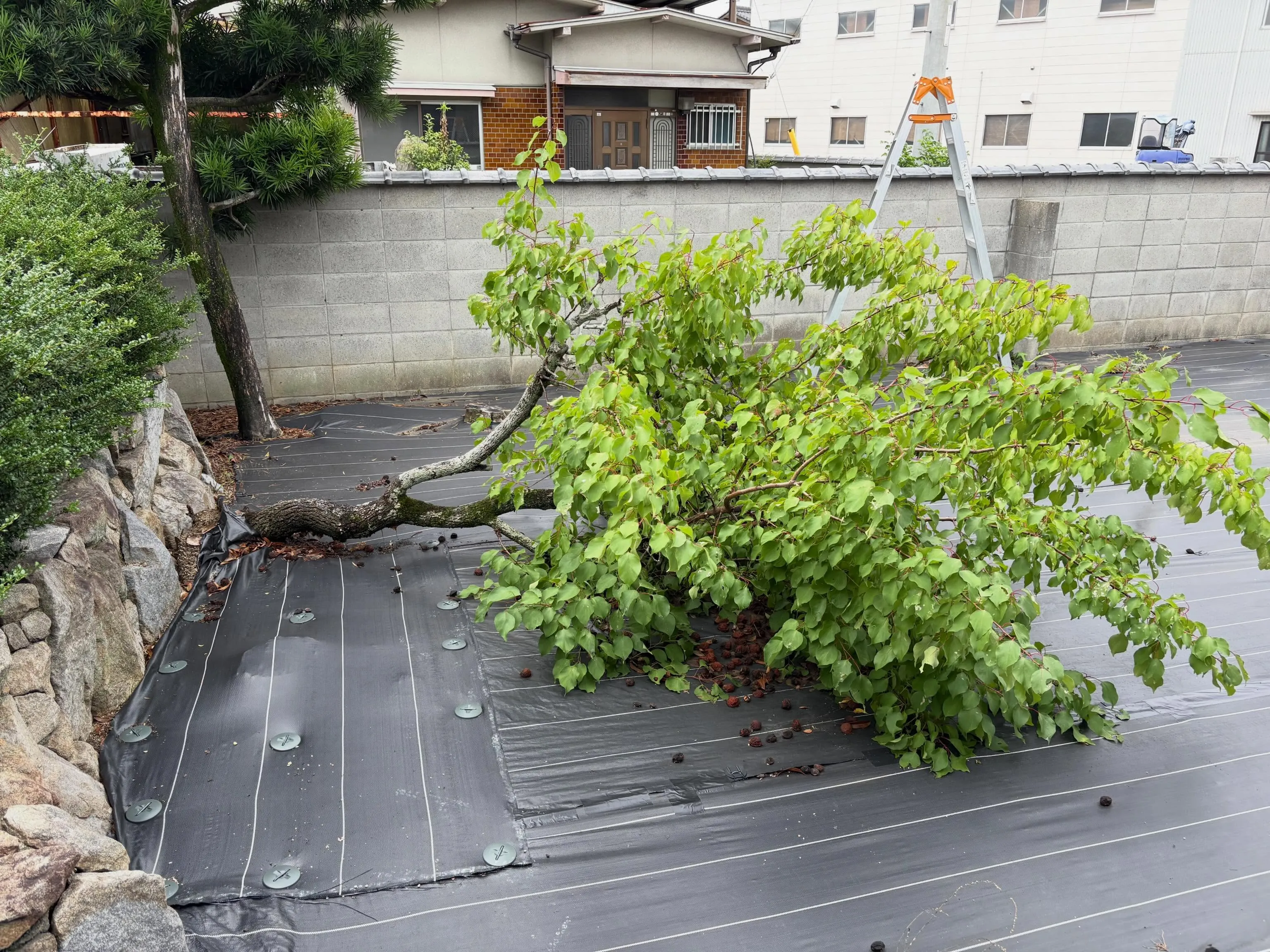 台風の後、庭が荒れたままになっていると心配ですよね。