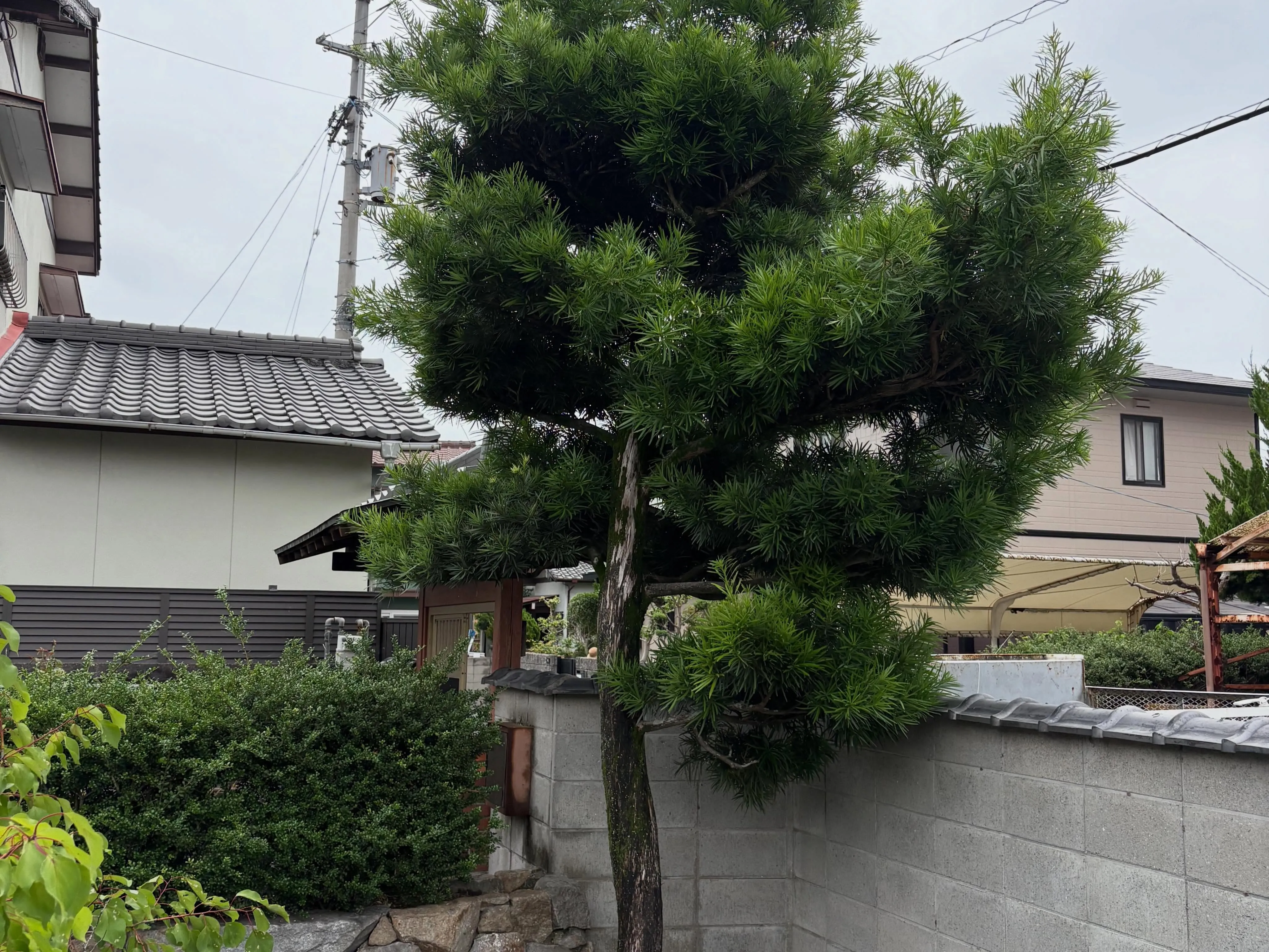 台風の後、庭が荒れたままになっていると心配ですよね。