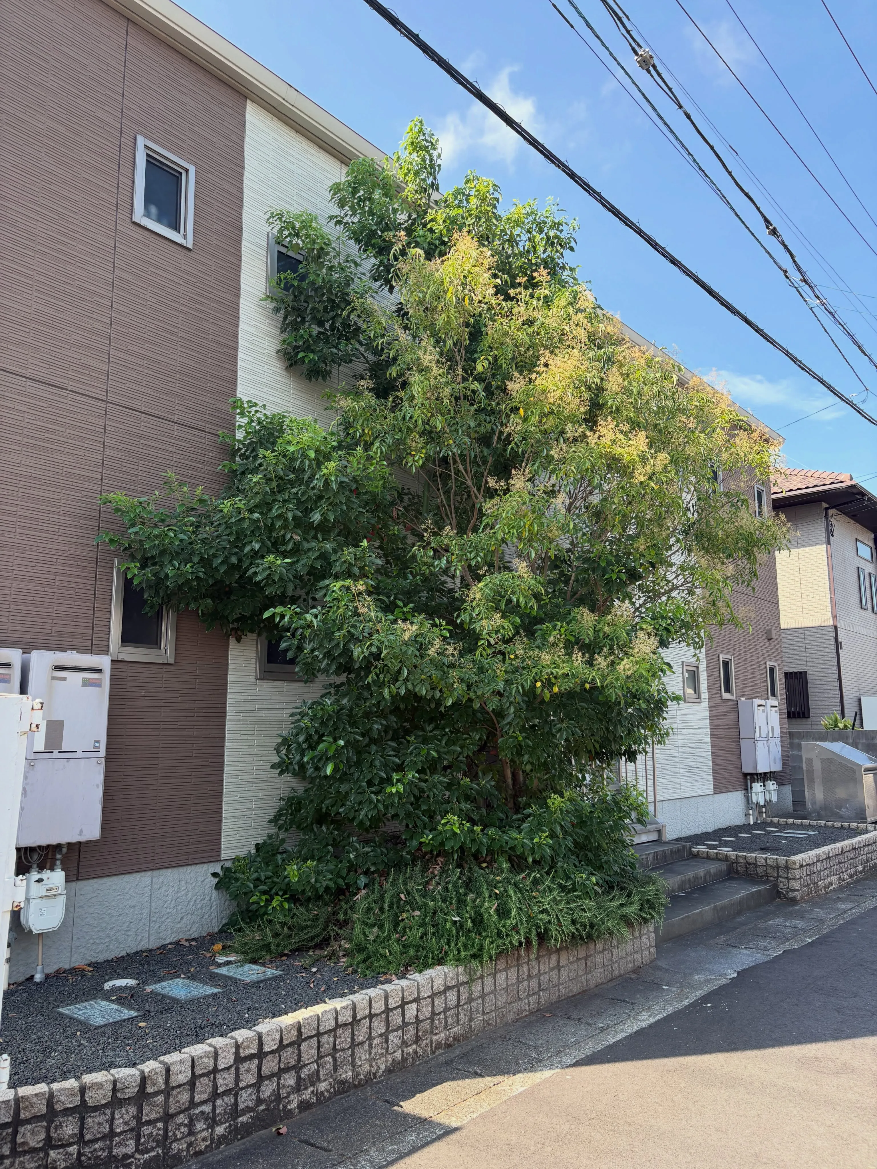 アパートの入り口の植栽が、ついに私たちの注意を引きました。