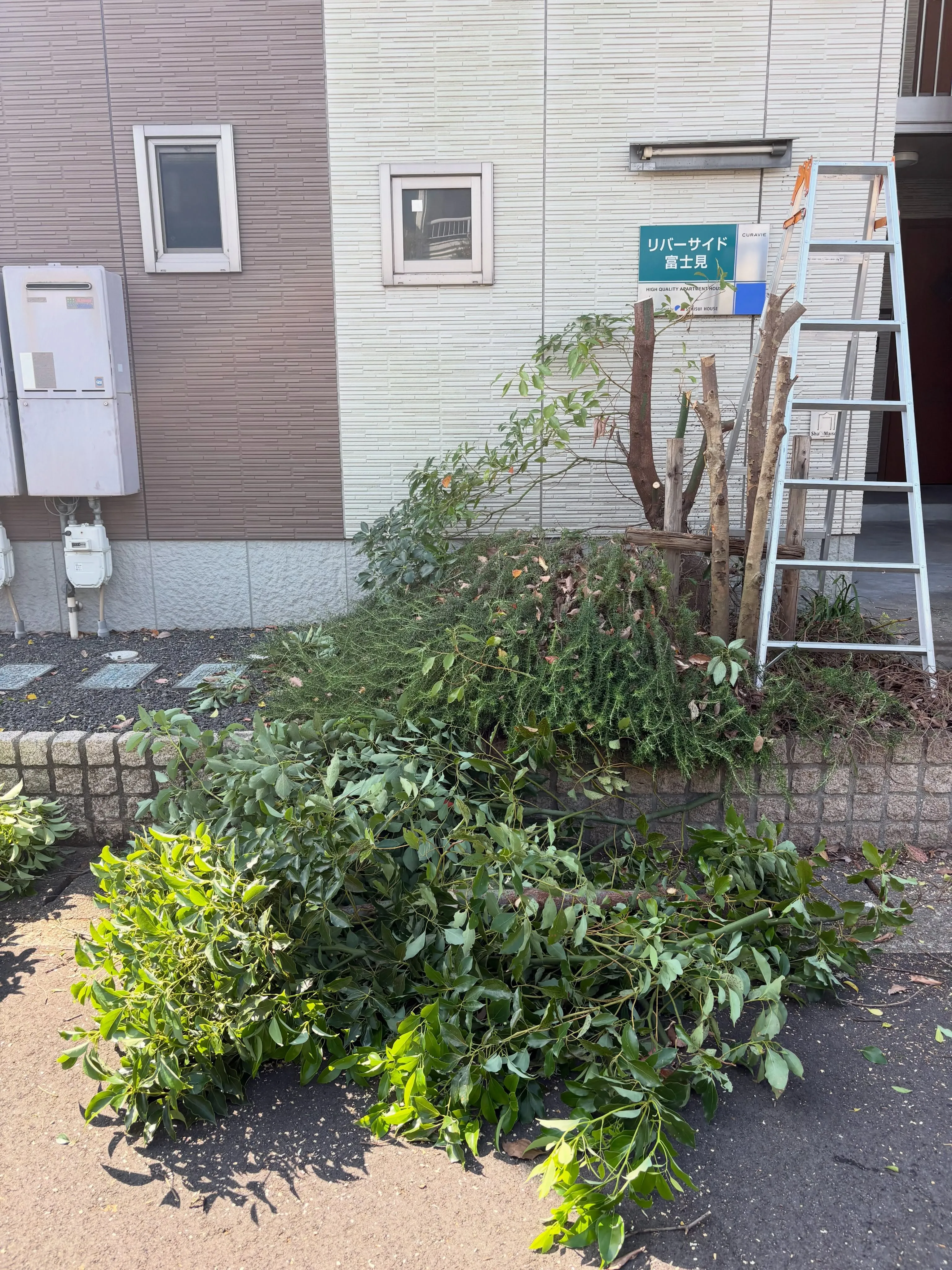 アパートの入り口の植栽が、ついに私たちの注意を引きました。