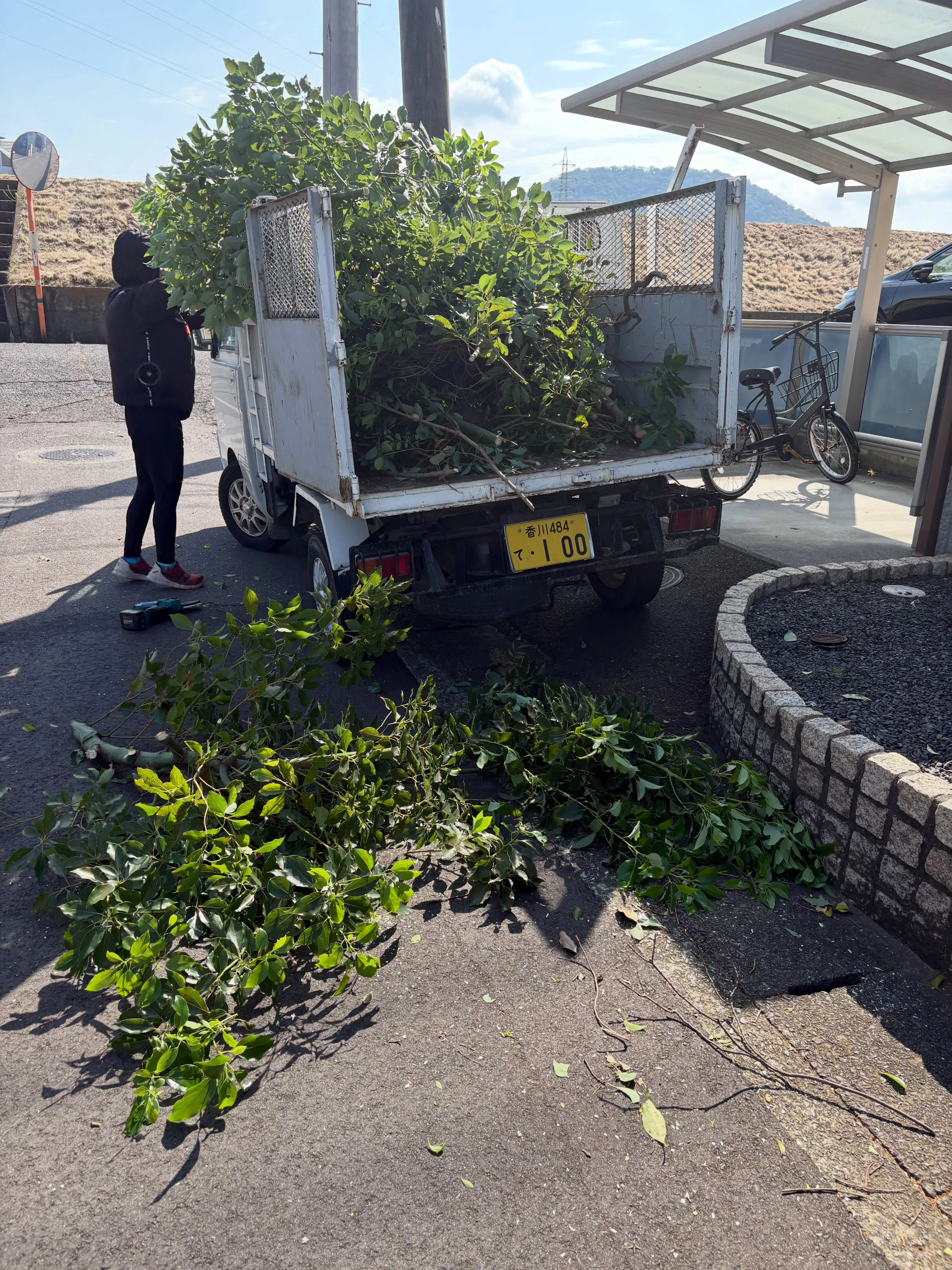 アパートの入り口の植栽が、ついに私たちの注意を引きました。